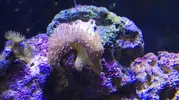 [TodoMarino.com] Este coral es asi?