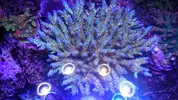 [TodoMarino.com] Identificación Acropora