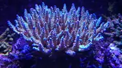 [TodoMarino.com] Identificación Acropora