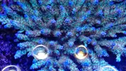 [TodoMarino.com] Identificación Acropora