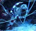 [TodoMarino.com] Mi pequeño marino