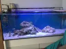 [TodoMarino.com] Ampliación paso a paso K-REEF, de 100 a 260 litros