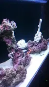 [TodoMarino.com] Mi primer marino 100l