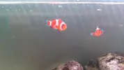 [TodoMarino.com] Payaso con manchas y poniéndose grisáceo