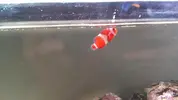 [TodoMarino.com] Payaso con manchas y poniéndose grisáceo
