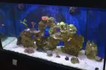 [TodoMarino.com] Presentación y Acuario