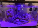 [TodoMarino.com] Nano reef 25litros.