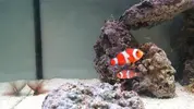 [TodoMarino.com] Payaso con manchas y poniéndose grisáceo