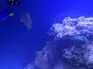 [TodoMarino.com] Ampliación paso a paso K-REEF, de 100 a 260 litros