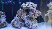 [TodoMarino.com] Principiante en marino!!!
