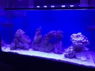 [TodoMarino.com] Nuevo montaje 360 litros mas sump