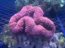 [TodoMarino.com] Ofertas en fantasy coral, puente de diciembre