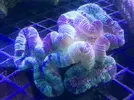 [TodoMarino.com] Ofertas en fantasy coral, puente de diciembre