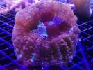 [TodoMarino.com] Ofertas en fantasy coral, puente de diciembre