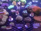 [TodoMarino.com] Ofertas en fantasy coral, puente de diciembre