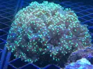 [TodoMarino.com] Ofertas en fantasy coral, puente de diciembre