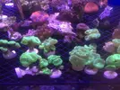 [TodoMarino.com] Ofertas en fantasy coral, puente de diciembre