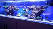 [TodoMarino.com] Ampliación de 500 a 1000l+sump paso a paso