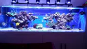[TodoMarino.com] Ampliación de 500 a 1000l+sump paso a paso