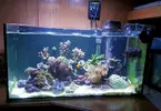 [TodoMarino.com] Raistlin reef