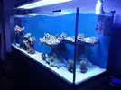 [TodoMarino.com] aquascaping 360 litros desde cero