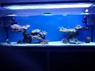 [TodoMarino.com] aquascaping 360 litros desde cero