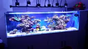 [TodoMarino.com] Ampliación de 500 a 1000l+sump paso a paso