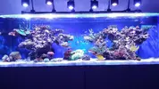 [TodoMarino.com] Ampliación de 500 a 1000l+sump paso a paso