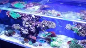 [TodoMarino.com] Ampliación de 500 a 1000l+sump paso a paso