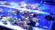 [TodoMarino.com] Ampliación de 500 a 1000l+sump paso a paso