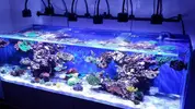[TodoMarino.com] Ampliación de 500 a 1000l+sump paso a paso