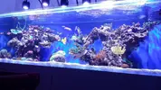 [TodoMarino.com] Ampliación de 500 a 1000l+sump paso a paso