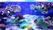 [TodoMarino.com] Ampliación de 500 a 1000l+sump paso a paso