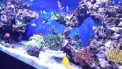 [TodoMarino.com] Ampliación de 500 a 1000l+sump paso a paso