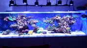 [TodoMarino.com] Ampliación de 500 a 1000l+sump paso a paso