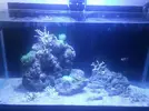 [TodoMarino.com] Acuario de 250l + 80 sump