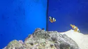 [TodoMarino.com] Ocellaris Clarkii