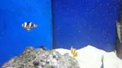[TodoMarino.com] Ocellaris Clarkii