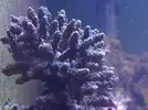 [TodoMarino.com] cangrejo en acropora