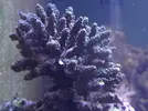 [TodoMarino.com] cangrejo en acropora