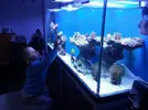 [TodoMarino.com] aquascaping 360 litros desde cero