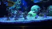 [TodoMarino.com] Montipora Digitata (BCN - No envío)
