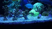 [TodoMarino.com] Montipora Digitata (BCN - No envío)