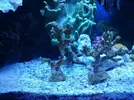 [TodoMarino.com] Montipora Digitata (BCN - No envío)