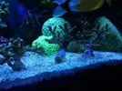 [TodoMarino.com] Montipora Digitata (BCN - No envío)