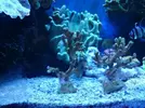 [TodoMarino.com] Montipora Digitata (BCN - No envío)