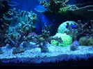 [TodoMarino.com] Montipora Digitata (BCN - No envío)