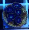 [TodoMarino.com] zoanthus red hornet , blue hornet,y rastafary