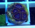 [TodoMarino.com] zoanthus red hornet , blue hornet,y rastafary