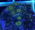 [TodoMarino.com] zoanthus red hornet , blue hornet,y rastafary